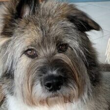 Das Bild zeigt den Schulhund Ari